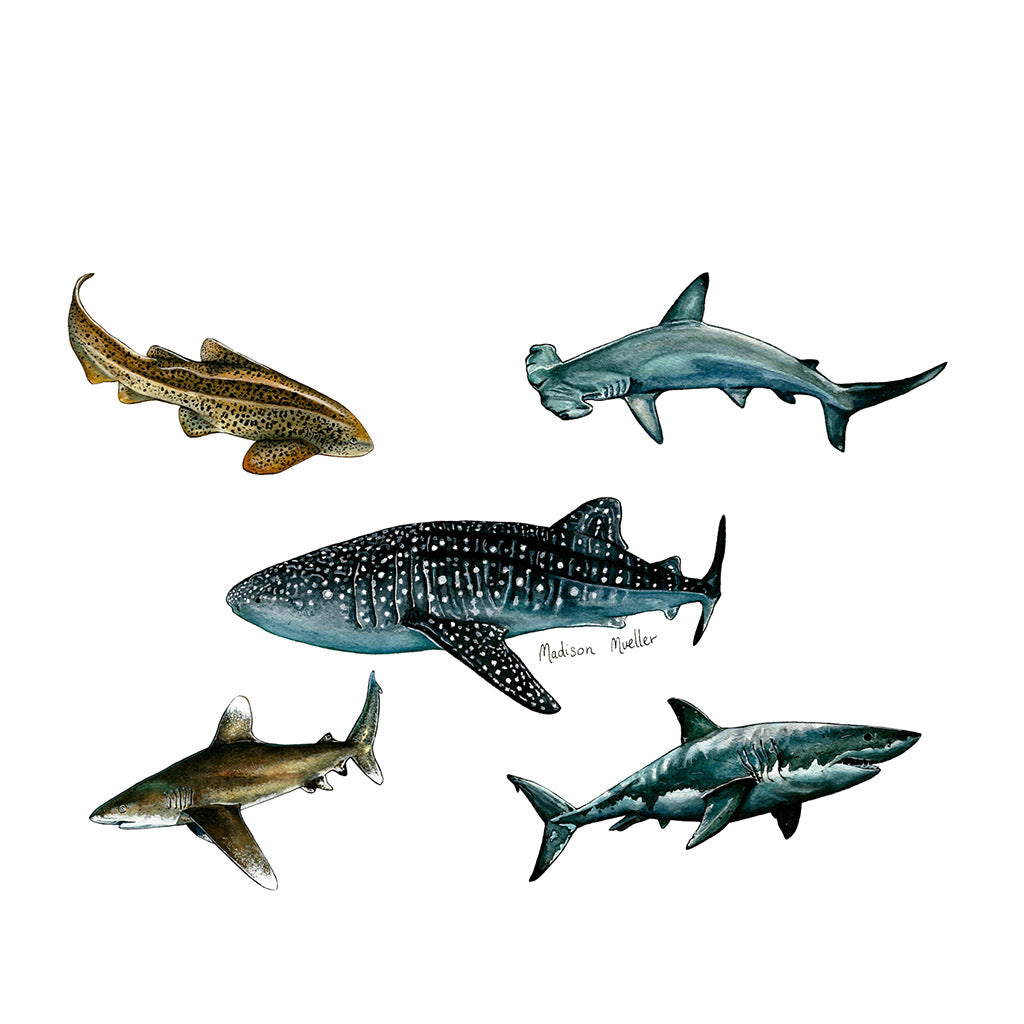 fish-tank-bottle-trinkflasche-600ml-shark-poster - waterloverz.com Onlineshop für Tauchen, Schnorcheln, Schwimmen