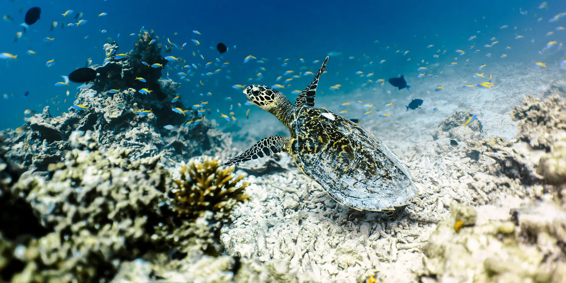 Schildkröte im Wasser